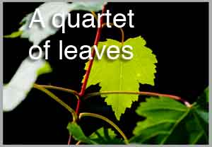 a quartet of leaves