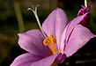 Wallowas wildflowers: satin flower Olsynium inflatum