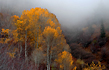 Morning Quaking Aspen