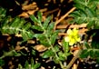 Wallowas Weeds: Puncturevine (Tribulus terrestris