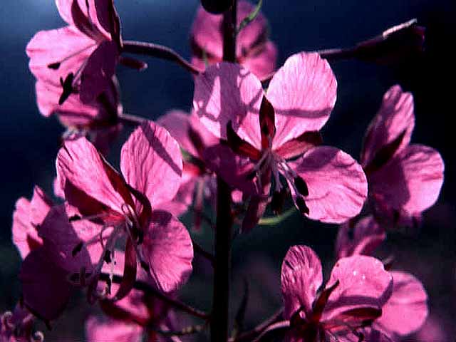 fireweed