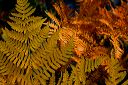 fern-patternation_autumn