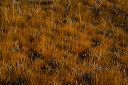 grass-lupine_texture