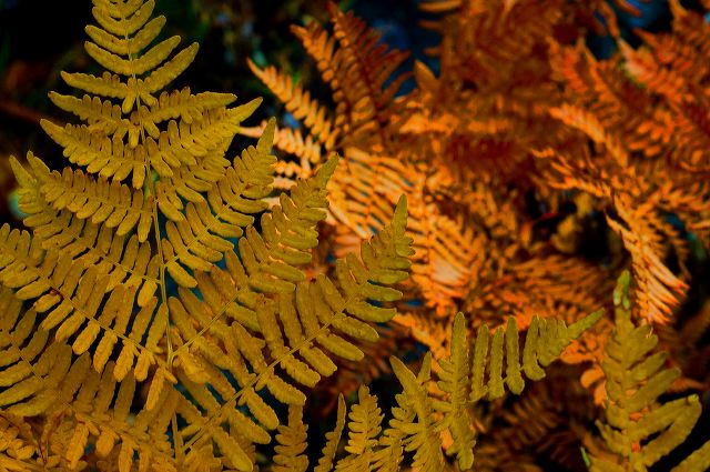 fern-patternation_autumn.jpg
