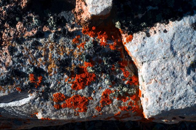 icelake-lichen.jpg