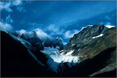 wayside coltsfoot, the alps