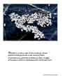 Poster: Sedge Seeds