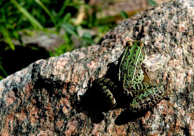 leopard-frog_8-9-06.jpg