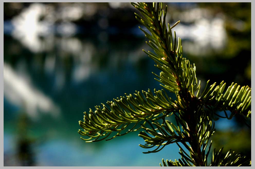 Spring Needles, Spire (Subalpine) Fir (Abies lasciocarpa)