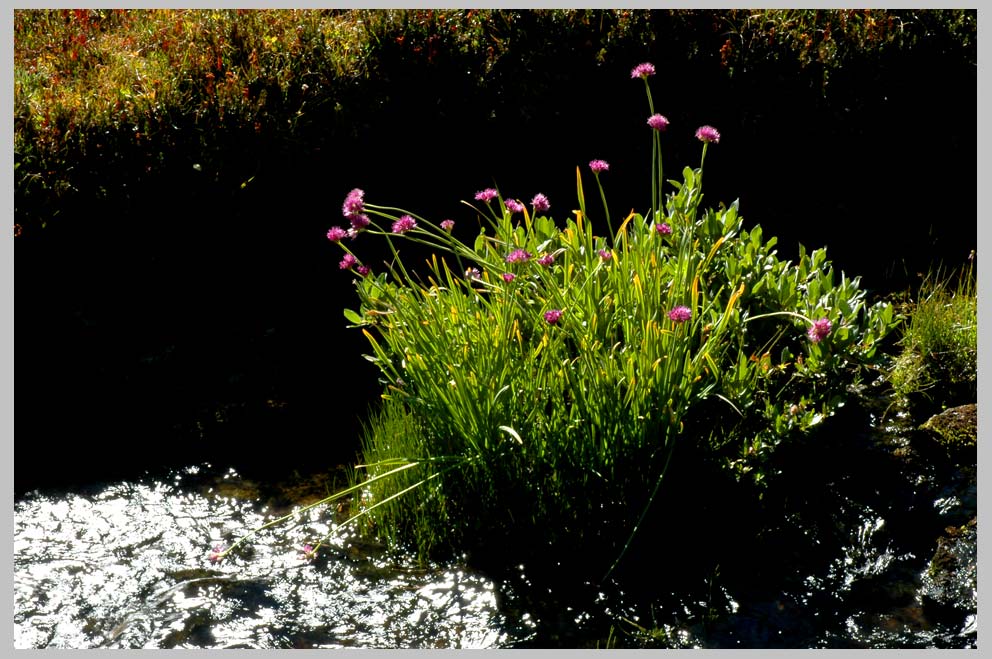 CLIFF CREGO | Tall Bog Onions at Holly Brook (Allium validum)