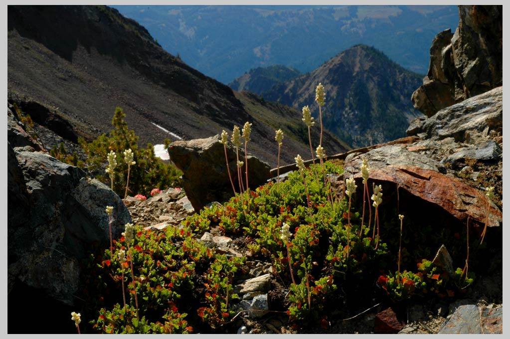 CLIFF CREGO | Alpine Ensemble w/ Roundleaf Arrowroot (Alum cylindrica)