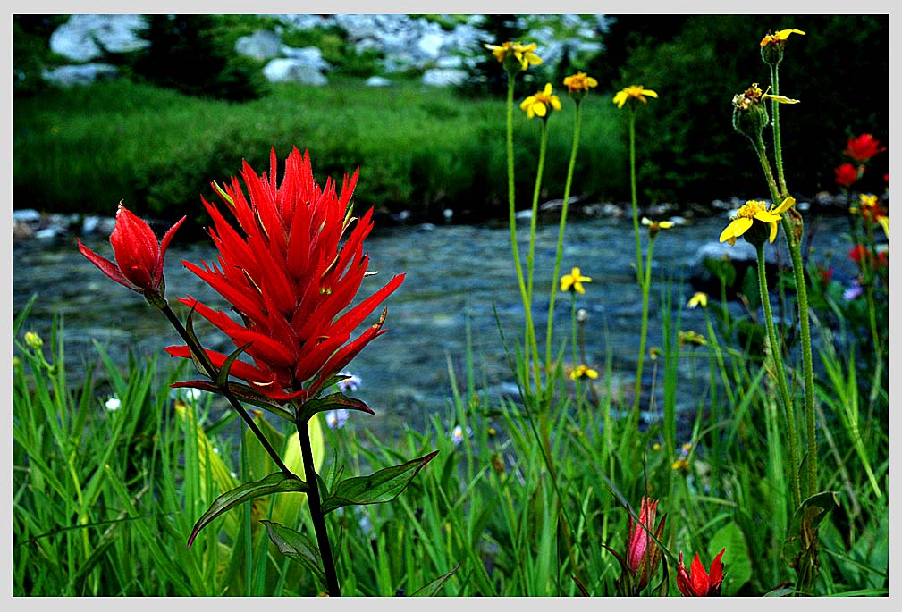 CLIFF CREGO | JOY, pure joy, of an alpine boggy meadow