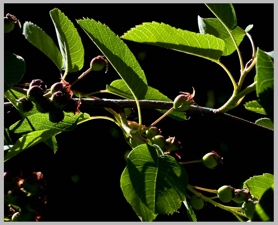 Serviceberry, Saskatoons, or Juneberry, fruits—a pome, like an apple or pear— ripening at 1500 m. (Amelanchier alnifolia)