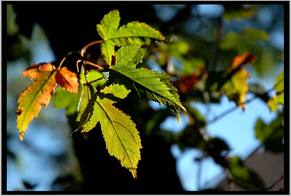 Amur Maple . . . (Acer ginnala) A beautiful, but weedy species