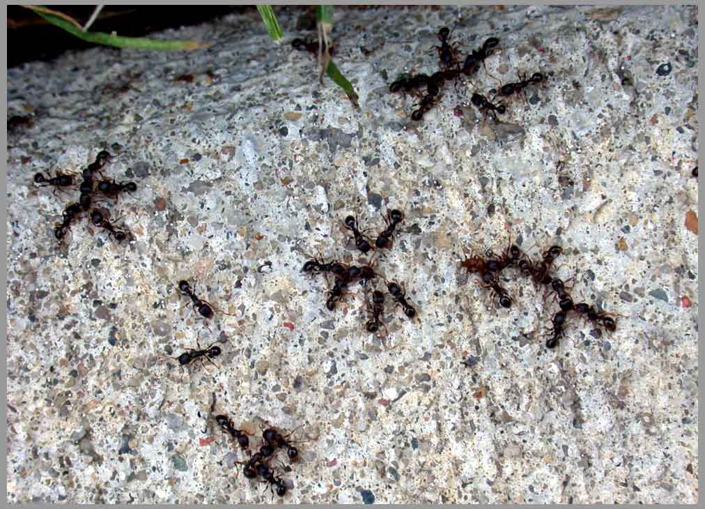 ant patterns
