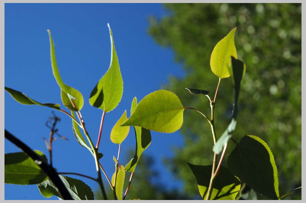 CLIFF CREGO | New Leaves, Balm or Black Cottonwood (Populus trichocarpa)