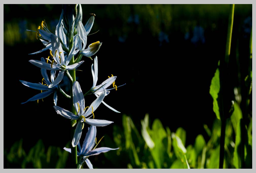 CLIFF CREGO |  June Camas Lily, a signature species of the Northwest (Camassia quamash) 