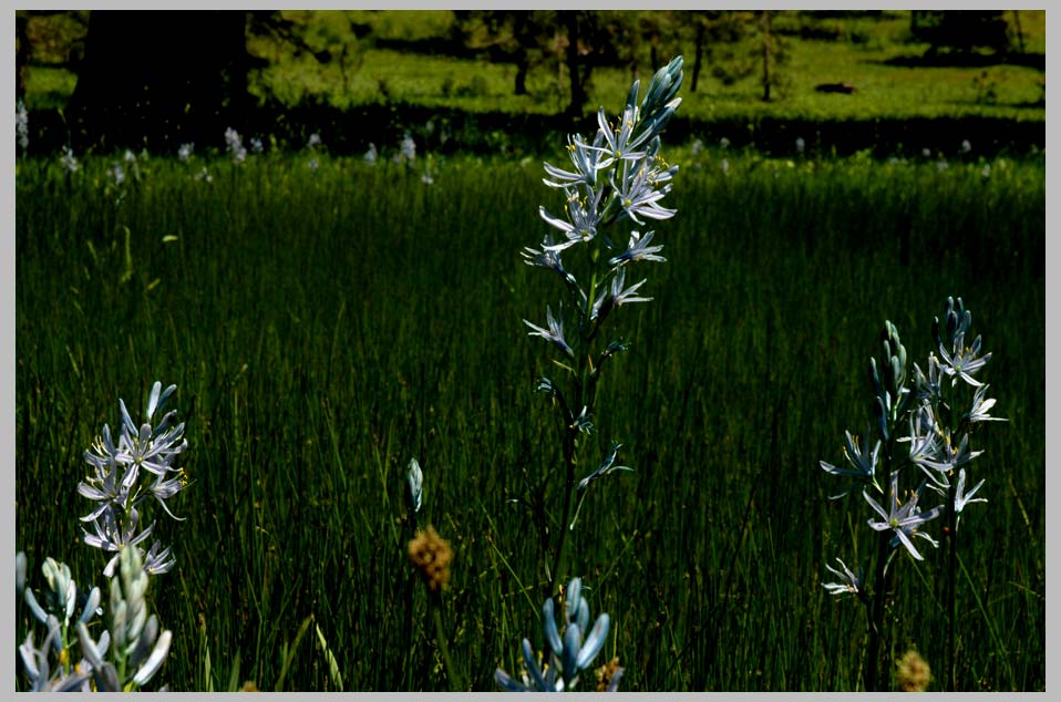 CLIFF CREGO | Camas Lilies (Camassia quamash), South Wallowas