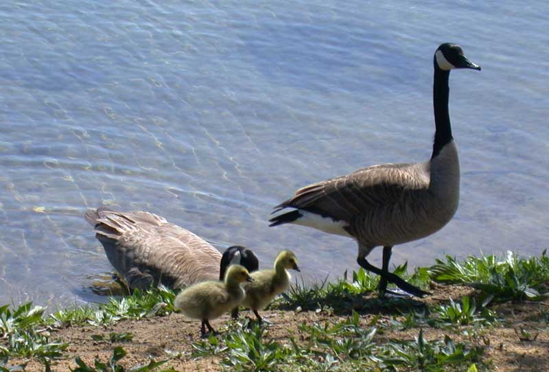 canadian geese