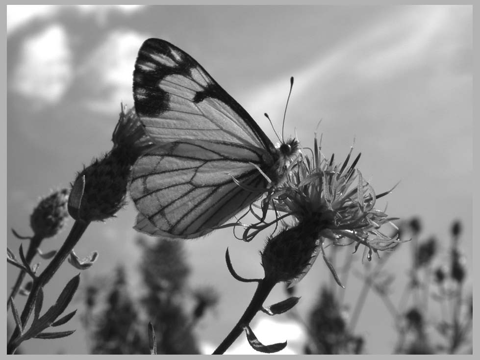 THE KNAPWEED & the PINE WHITE Butterfly (Neophasia menapia)