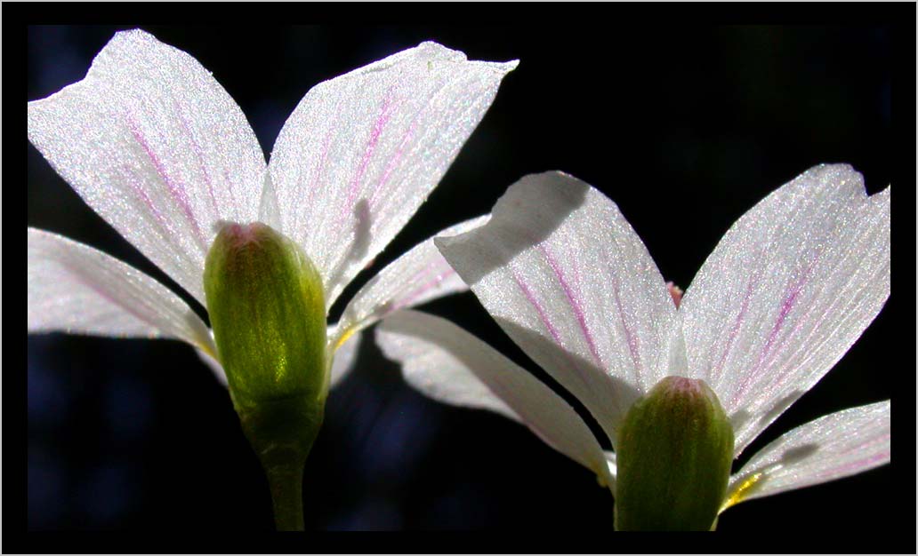 CLIFF CREGO | SPRING BEAUTY DUO, also known as INDIAN POTATO  (Claytonia lanceolata)