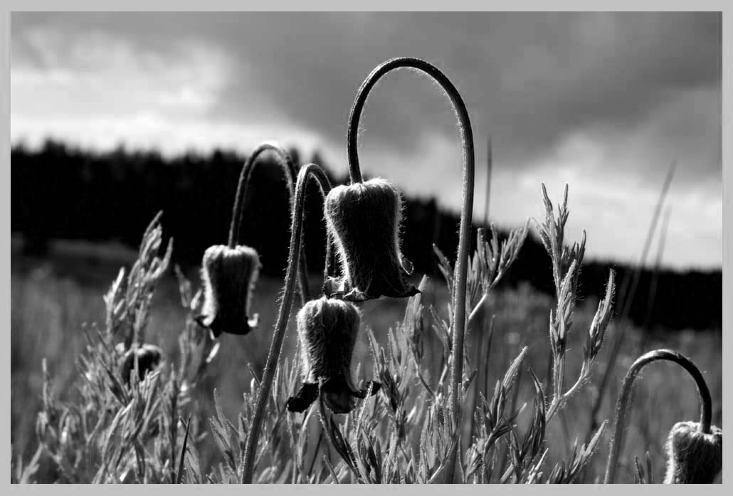 SUGAR BOWLS in June (Clematis hirsutissima), South Wallowas