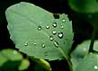 jewelweed leaf