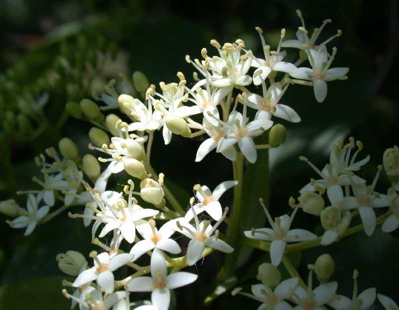 oughlearf dogwood, flowering