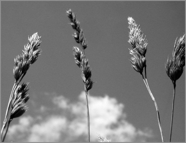 dry orchard grass