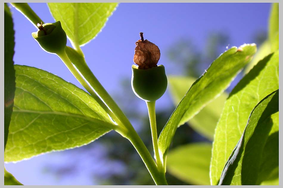 CLIFF CREGO | Developing Huckleberries (Vaccinium membranaceum)