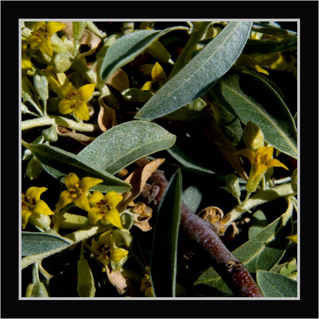 CLIFF CREGO | Wild, or Russian Olive