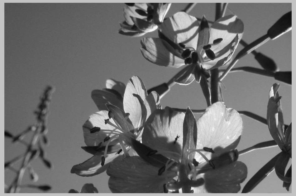 Fireweed Flower Forms, (Epilobium angustifolium, a member of the Evening Primrose family, 