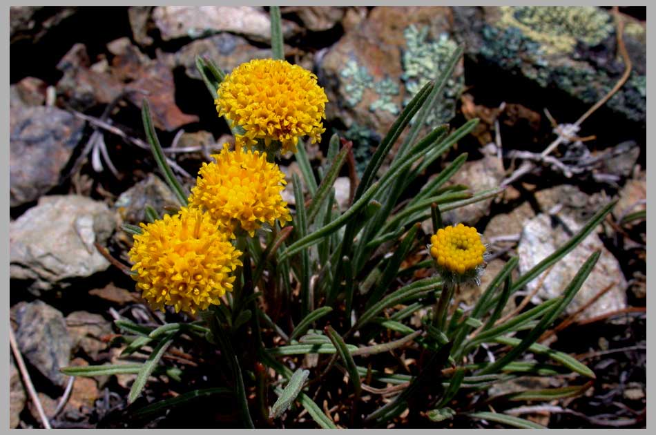 CLIFF CREGO | Rayless Daisy Rock Garden (Erigeron aphanactis)