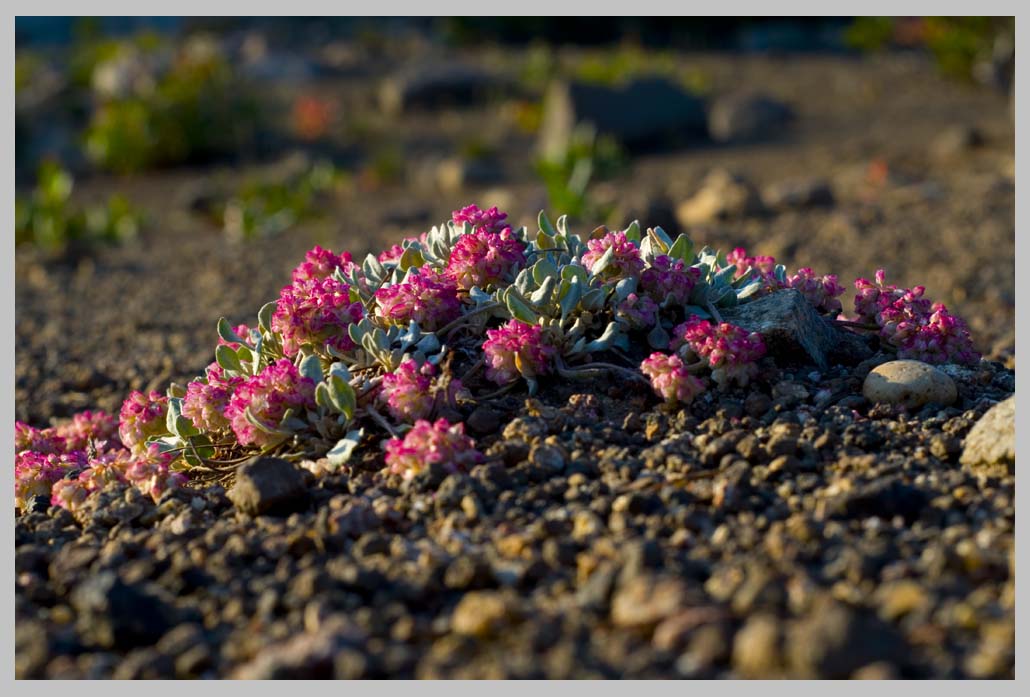 CUSHION BUCKWHEAT (Eriogonum ovalifolium var. depressum)