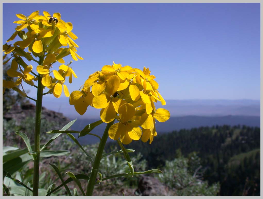 WESTERN WALLFLOWER, (Erysimum capitatum, a Brassica)