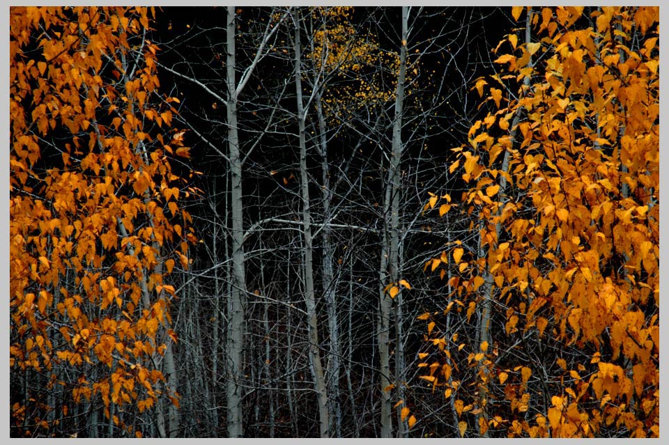 BLACK COTTONWOOD & ASPEN—autumn contrast