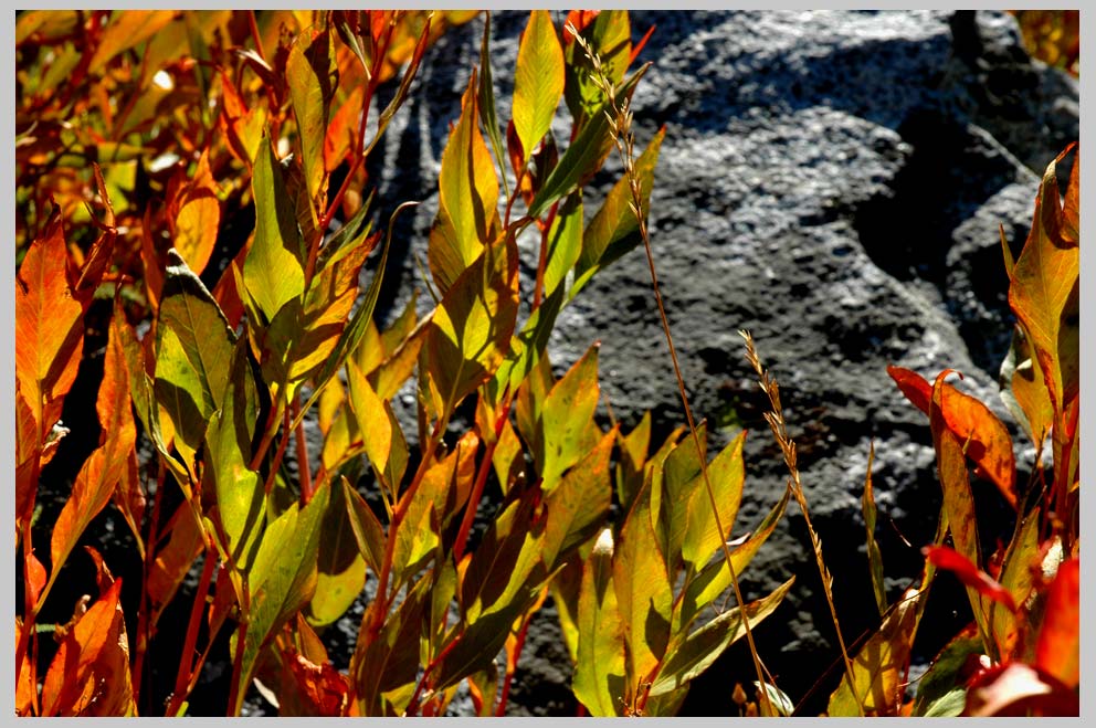 CLIFF CREGO | Alpine Fleeceflower on Granite (Polygonum phytolaccaefolium)