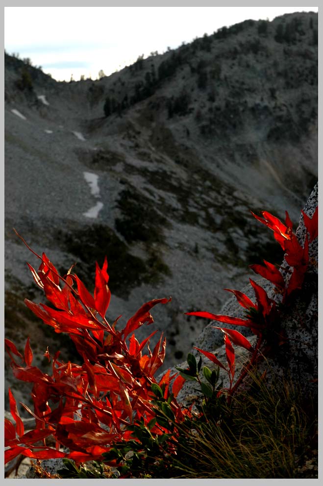 CLIFF CEGO | Alpine Fleeceflower at Pop Creek Pass (Polygonum phytolaccaefolium)