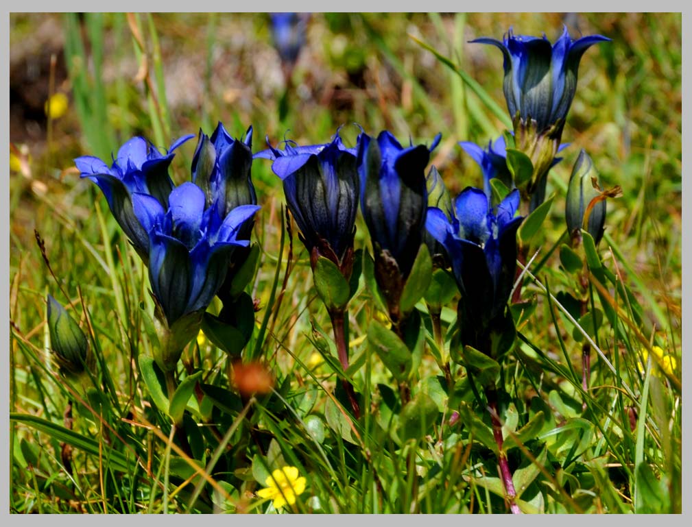 CLIFF CREGO | Bog or Explorer's Gentian, (Gentiana calycosa), Eagle Cap Wilderness