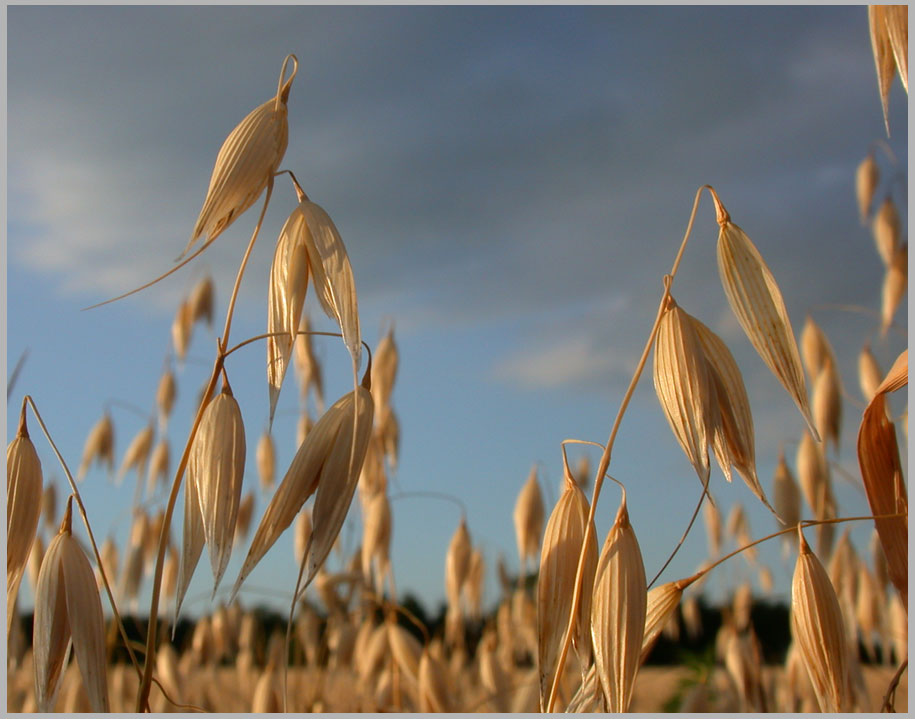 graceful curves, oats