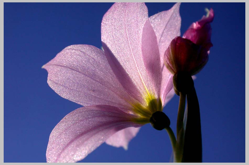Satin Flower, Zumwalt Prairie (Olsynium inflatum)—skyview