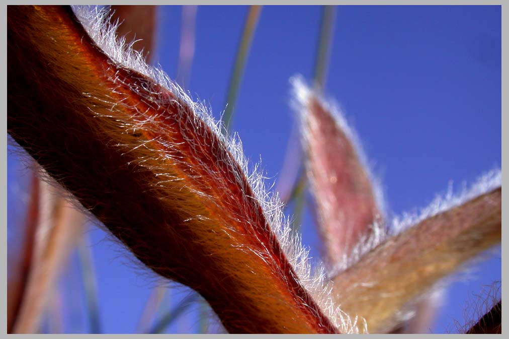CLIFF CREGO | Western Hawkweed Leaves—close-up (Hieracium albertinum)