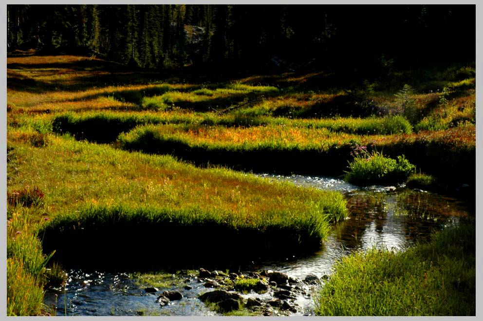 CLIFF CREGO | Holly Brook, graceful meanders, Eagle Cap Wilderness