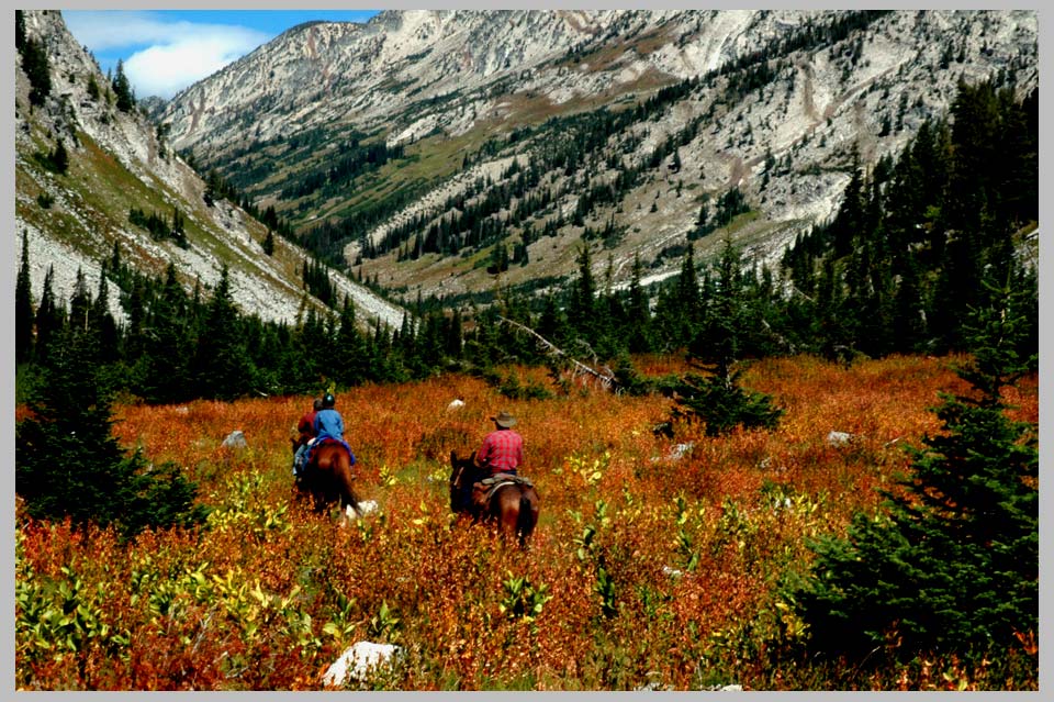 CLIFF CFEGO | Horsemen Crossing Fleeceflower Meadow (Polygonum phytolaccaefolium)