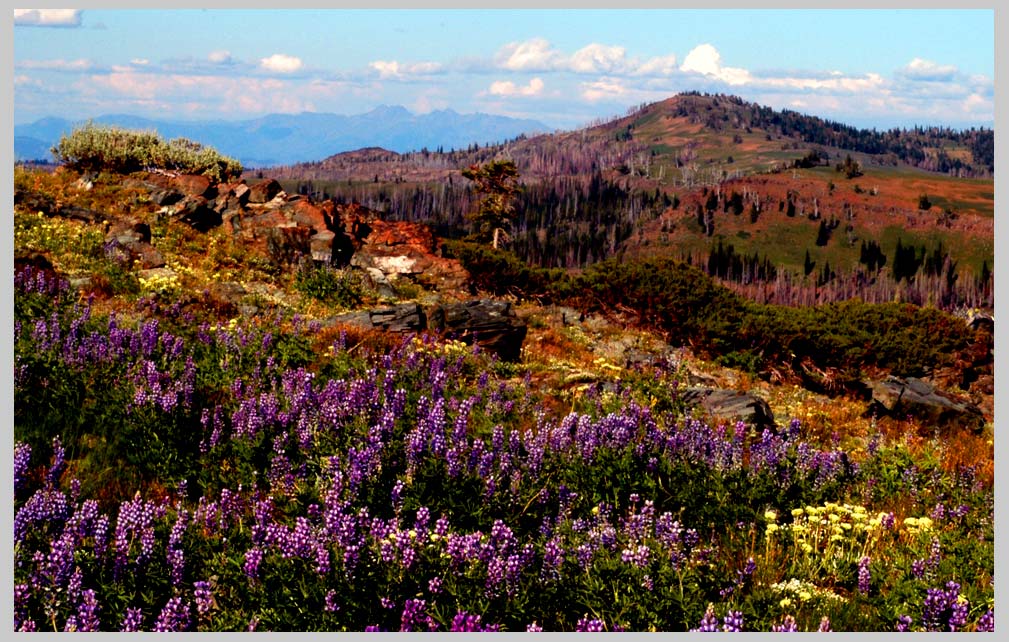 CLIFF CREGO | Canyon Country, Above East Pine Reservoir (lupine flowering)