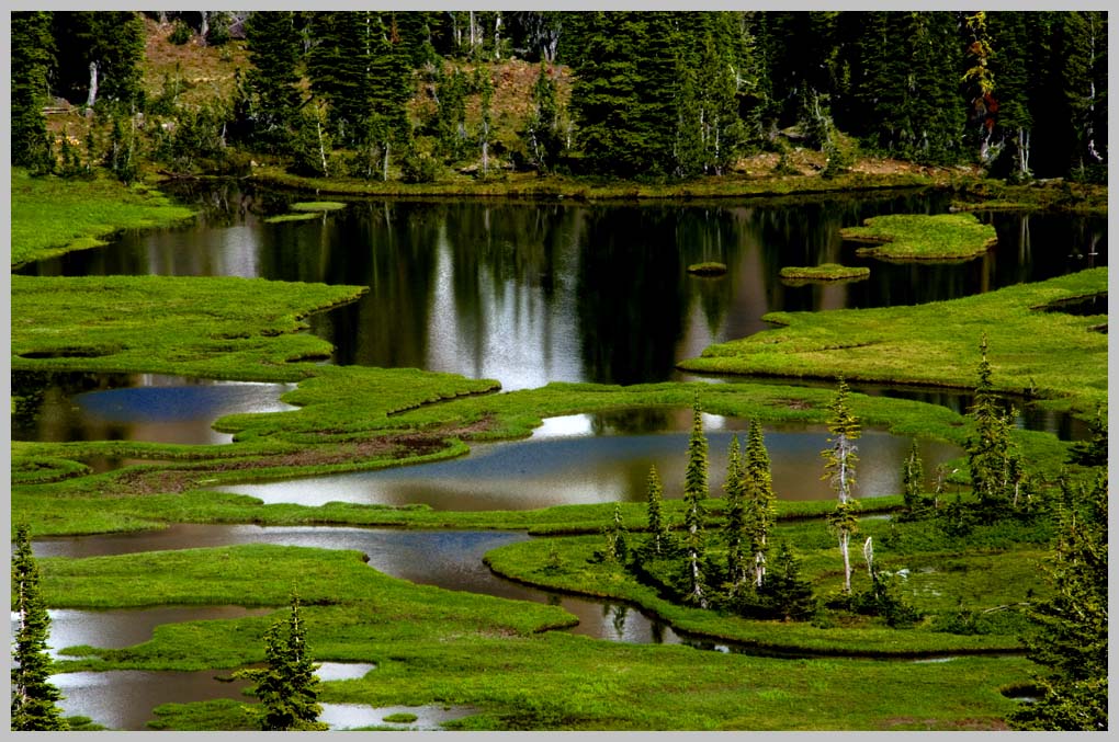 JULY KRAG PEAK BASIN, an East / Northeast  facing cuplike alpine bog at 2,400 meters, Eagle Cap Wilderness