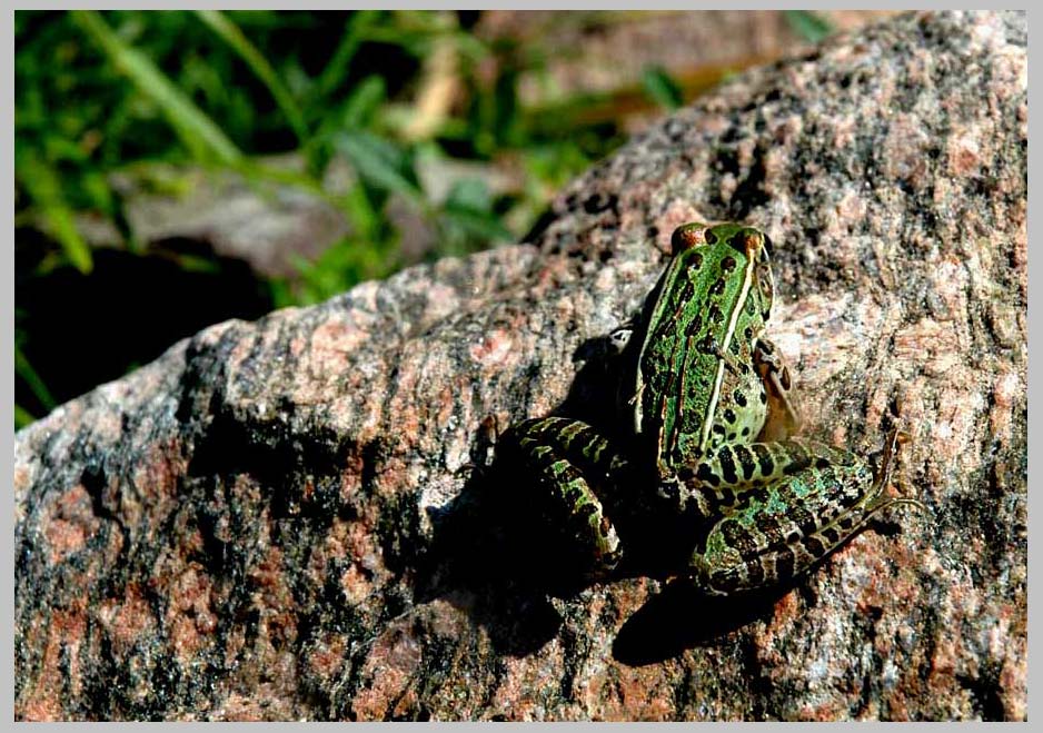 CLIFF CREGO | Leopard Frog & Weed Killers . . . (Rana pipiens)