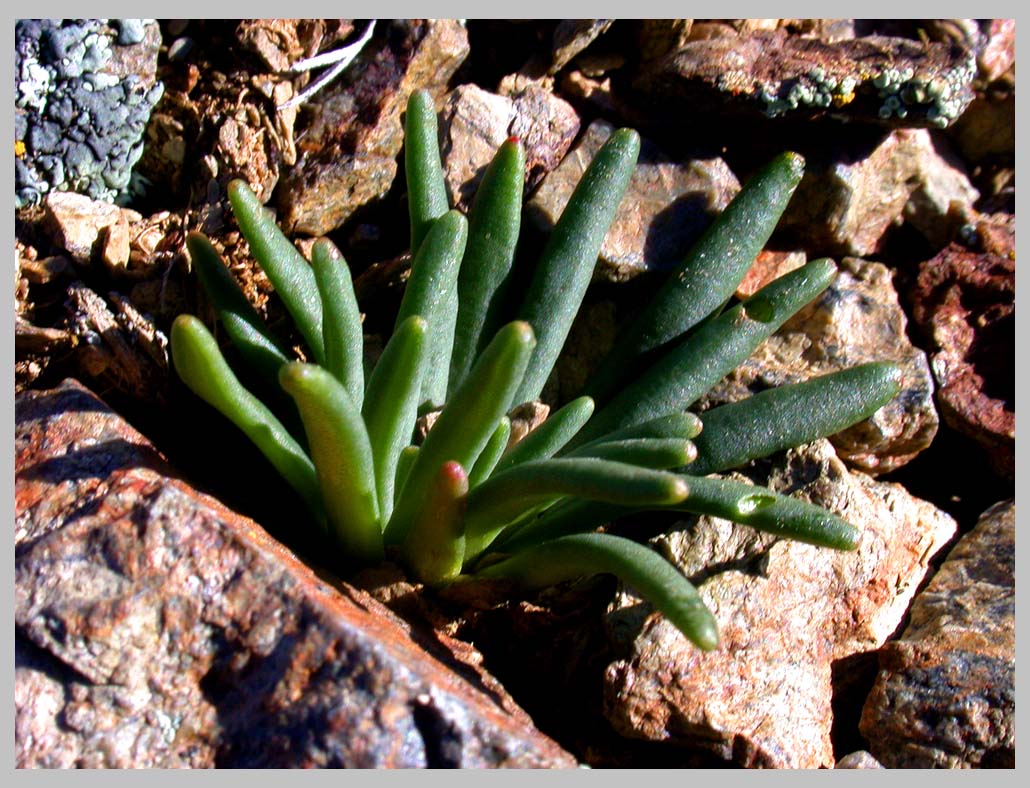 BITTERROOT, emerging leaves (Lewisia rediviva IV.6.2009)