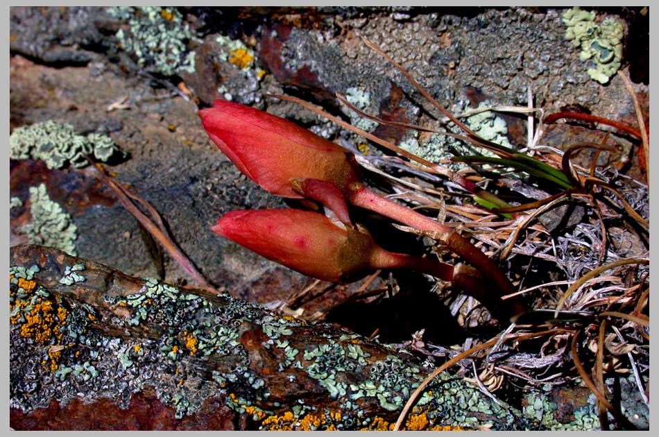 CLIFF CREGO | Bitterroot—buds just before opening (Lewisia rediviva)
