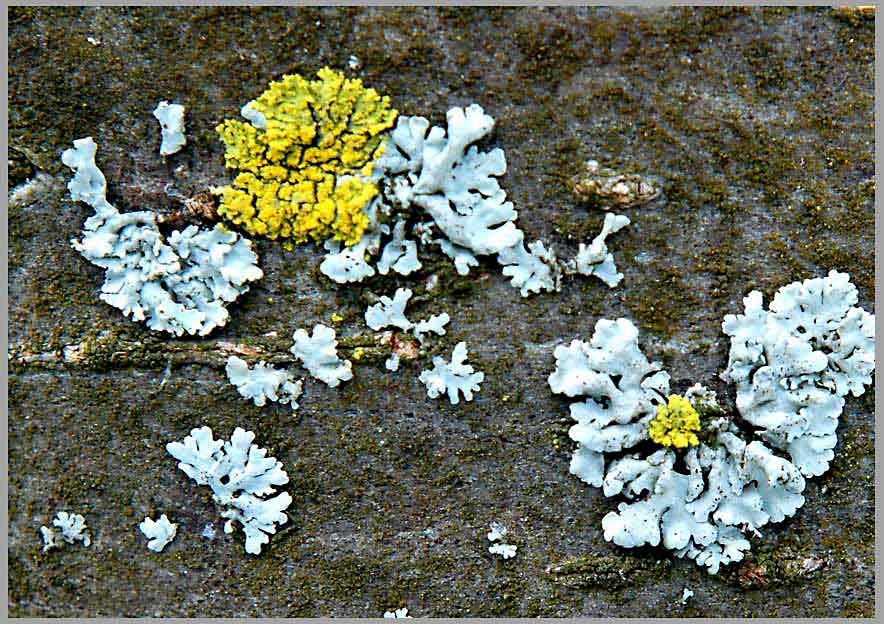lichen on ash